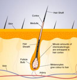 medium_hair_drug_test_springfield_branson_missouri_southern_missouri_judicial_services