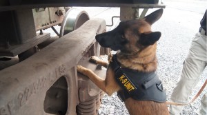 explosives detection dog k-9 missouri explosive detection dog