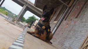 bomb dog springfield missouri